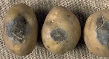 Jak ušetřit a pěstovat brambory, pokud je zeleninová zahrada zaplavena v deštivém létě?